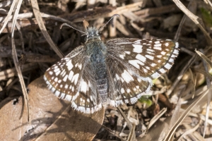 Leon_S-Tallahhas_2016_03_10 - Checkered-Skipper, Common