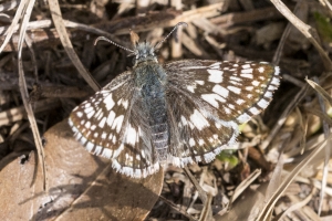 Leon_S-Tallahhas_2016_03_10 - Checkered-Skipper, Common