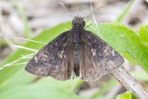 Leon_S-Tallahhas_2016_03_10 - Duskywing, Zarucco (M) Worn