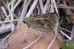 Skipper, Whirlabout (F)