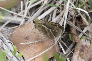 Skipper, Whirlabout (F)