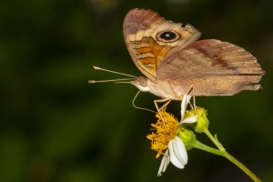 Leon_Sage_2018_09_15 - Buckeye, Common