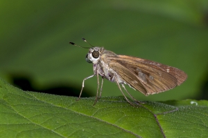 Leon_TBPark_2018_07_29 - Skipper, Brazilian (1)-websized