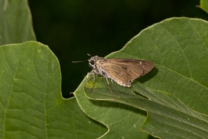 Leon_TBPark_2018_07_29 - Skipper, Brazilian (2)-websized