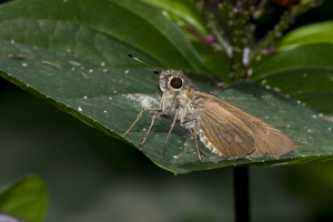 Leon_TBPark_2018_07_29 - Skipper, Brazilian (3)-websized