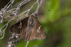 Leon_Tlh_EKP_Powerlines_2017_04_06 - Skipper, Hoary-edge
