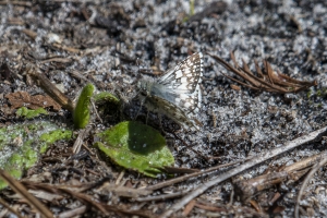 Leon_TroutPond_2020_02_15 - Checkered-Skipper, Common-websized