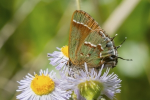 Levy_NABA_LowerSuwanneeWR_2016_04_09 - Hairstreak, Juniper (2)-webpage