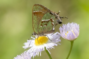Levy_NABA_LowerSuwanneeWR_2016_04_09 - Hairstreak, Juniper-webpage