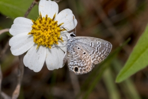 Lib-Sumatra-2017_09_27 - Blue, Ceraunus-Fullsized