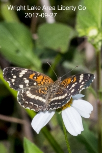 Lib-Sumatra-2017_09_27 - Crescent, Seminole Texan-PgHdr