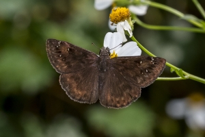 Lib-Sumatra-2017_09_27 - Duskywing, Horaces-Fullsized