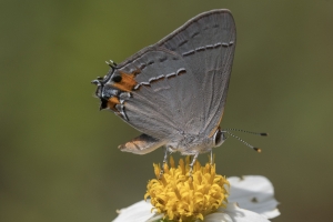 Lib-Sumatra-2017_09_27 - Hairstreak, Gray (10)-Fullsized-webpage