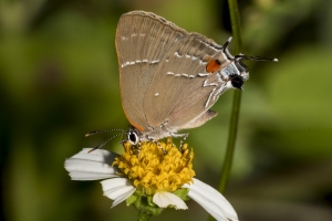 Lib-Sumatra-2017_09_27 - Hairstreak, White M (1)-webpage