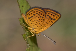 Lib-Sumatra-2017_09_27 - Metalmark, Little (26)-Fullsized-webpage