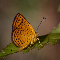 Lib-Sumatra-2017_09_27 - Metalmark, Little (26)-Fullsized_1-webpage