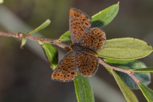 Lib-Sumatra-2017_09_27 - Metalmark, Little (3)-Fullsized-webpage