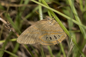 Lib-Sumatra-2017_09_27 - Satyr, Georgia (5)-Fullsized
