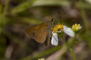Lib-Sumatra-2017_09_27 - Skipper, Berry's (1)-Fullsized