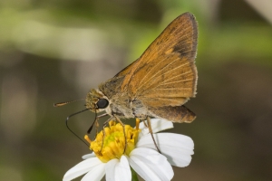 Lib-Sumatra-2017_09_27 - Skipper, Berry's (3)-Fullsized