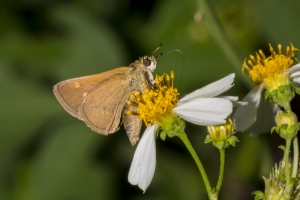 Byssus Skipper 