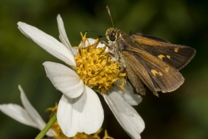 Lib-Sumatra-2017_09_27 - Skipper, Crossline (11)-Fullsized-web