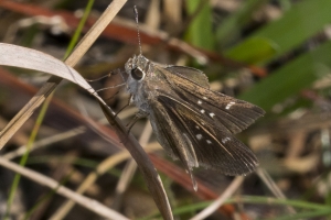 Eufala Skipper *