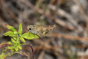 Skipper, Sachem (F)