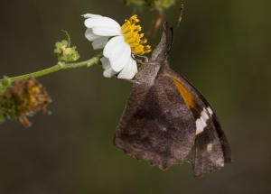 American Snout *