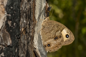 Lib-Sumatra-2017_09_27 - Wood Nymph (16)-Fullsized