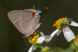 Lib_ARWEA, HickoryLanding Powerlines_2018_09_27 - Hairstreak, White M (22)-webpage