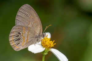 Lib_ARWEA, HickoryLanding Powerlines_2018_09_27 - Satry, Georgia nectaring Bidens (3)-Fullsized