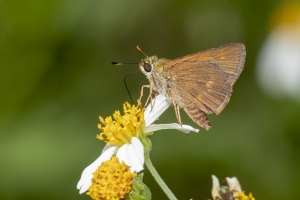 Lib_ARWEA, HickoryLanding Powerlines_2018_09_27 - Skipper, Crossline (2)-Fullsized-web