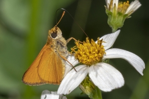Delaware Skipper 