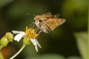 Skipper, Fiery (unusual) 