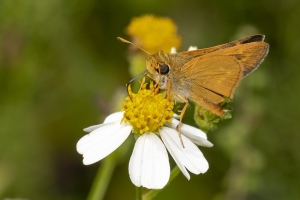Skipper, Meske's (M)  orange shoulder