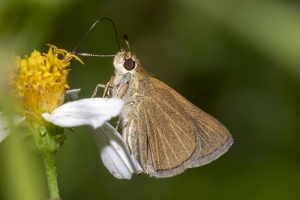 Lib_ARWEA, HickoryLanding Powerlines_2018_09_27 - Skipper, Swarthy (1)-Fullsized