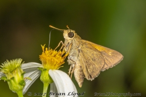 Lib_ARWEA, HickoryLanding Powerlines_2018_09_27 - Skipper, Tawny-edged (1)-Fullsized