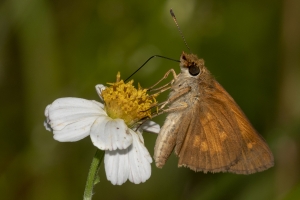 Broad-winged (M)