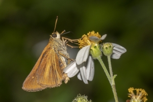 Lib_ARWEA, SandBeach_2018_09_27 - Skipper, Dion (19)-Fullsized