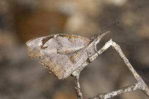 Libert_Torreya_2017_02_17 - Snout, American