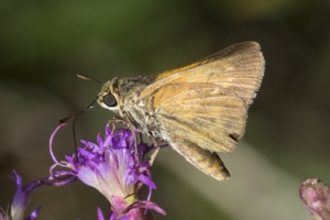 Liberty-Franklin_2015_09_13 - ApalachicolaNF-SR65 - Skipper, Ber