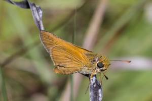 Liberty-Franklin_2015_09_13 - ApalachicolaNF-SR65 - Skipper, Ber
