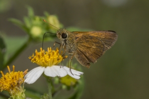 Byssus Skipper 