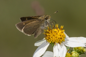 Liberty-Franklin_2015_09_13 - ApalachicolaNF-SR65 - Skipper, Cro