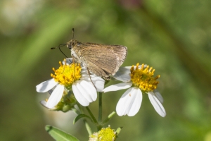 Liberty-Franklin_2015_09_13 - ApalachicolaNF-SR65 - Skipper, Cro