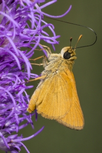 Delaware Skipper 