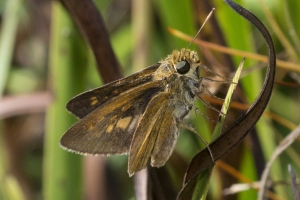 Liberty-Franklin_2015_09_13 - ApalachicolaNF-SR65 - Skipper, Dio