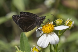 Liberty-Franklin_2015_09_13 - ApalachicolaNF-SR65 - Skipper, Dus