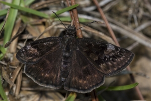 Liberty-Franklin_2015_09_13 - ApalachicolaNF-SR65 - Skipper, Duskywing, Wild Indigo (6)_a